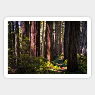 Hiking trail in a redwood forest Sticker